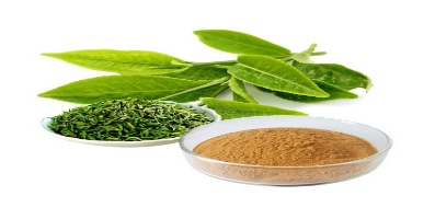 Green Tea Extract